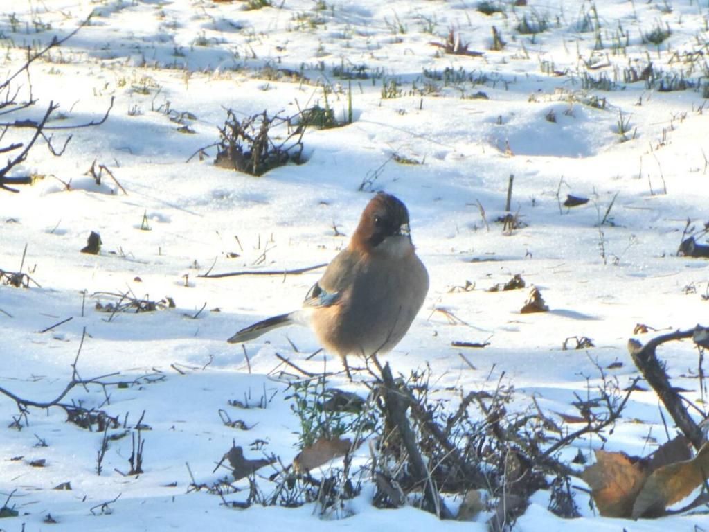新得町栄町　中古戸建 内観
